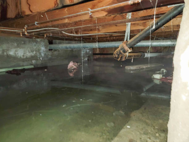 Best Water damage contractors near me  in Inwood, WV